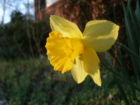 Daffodil flower close-up in front of brick house Stock Photos