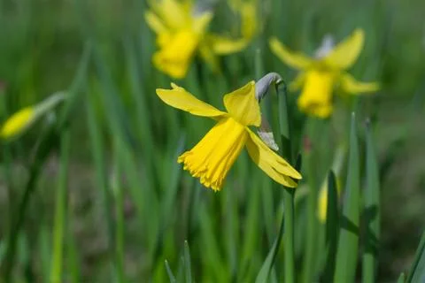 Daffodil flower close-up Stock Photos