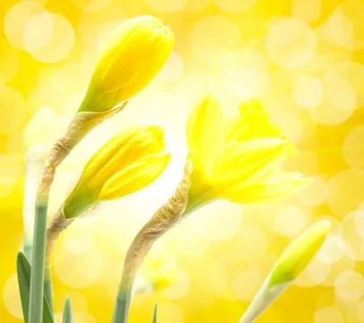 Daffodil flower close up Stock Photos