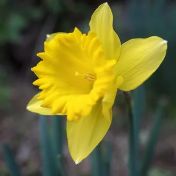 Daffodil Flower Closeup Stock Photos