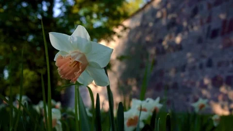 Daffodil flower comes into focus with stone wall background in spring park Stock Footage 335403733