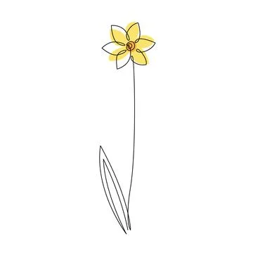 Daffodil flower in continuous line drawing style. Black line sketch on white Stock Illustration