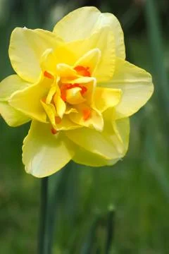 Daffodil Flower Double Yellow and Orange Stock Photos