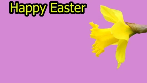 Daffodil flower with easter message and easter nest with easter bunny and eggs Stock Footage 267596501