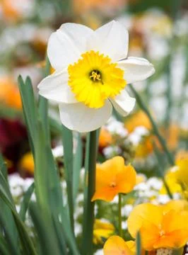 Daffodil flower in a flowe bed Stock Photos