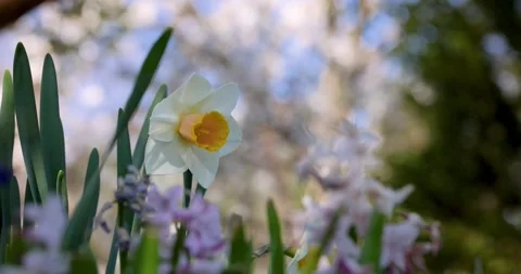 Daffodil flower Stock Footage 194385340