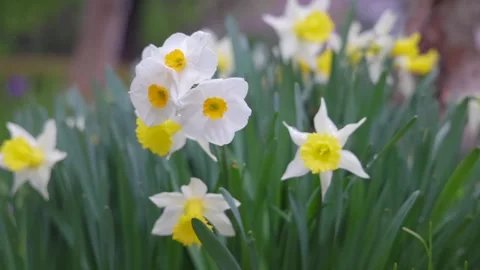 Daffodil flower Stock Footage 319907400