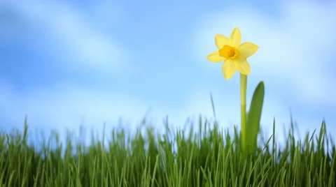 Daffodil flower in grass with moving clouds Video stock 61663911