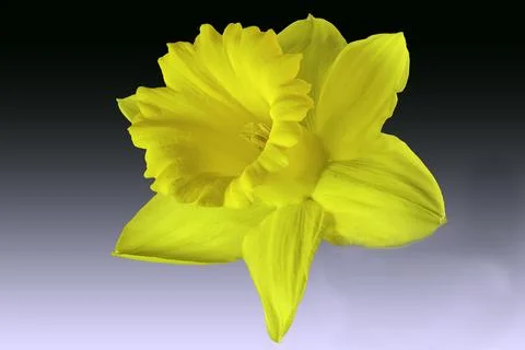 A Daffodil flower head Stock Photos