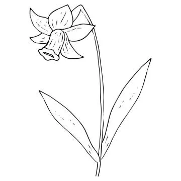 Daffodil flower icon. Vector illustration of spring daffodil. Hand drawn daff Stock-Illustration