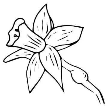 Daffodil flower icon. Vector illustration of spring daffodil. Hand drawn daff Stock Illustration