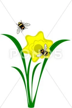 Daffodil flower Stock Illustration