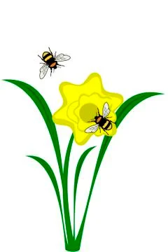 Daffodil flower Stock Illustration