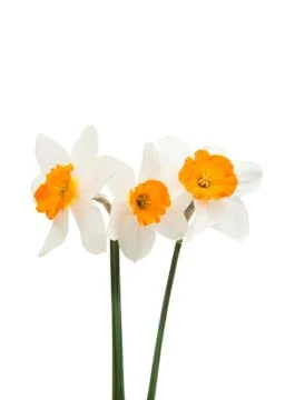 Daffodil flower isolated Stock Photos
