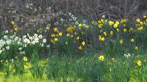 Daffodil Flower Meadows in Niagara-Falls Stock Footage 307863566