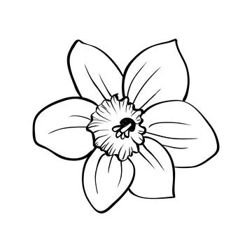 Daffodil flower outline vector black white sketch Stock-Illustration