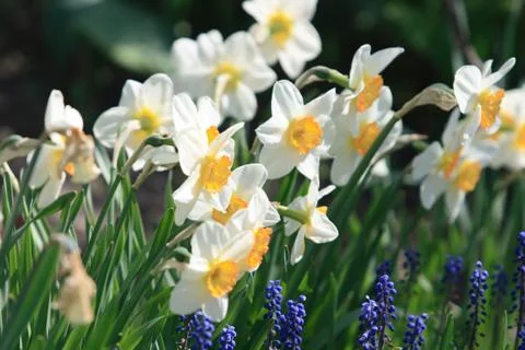 Daffodil flower Stock Photos
