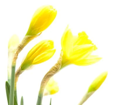 Daffodil flower Foto stock