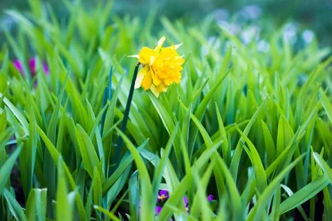 Daffodil flower Stock Photos