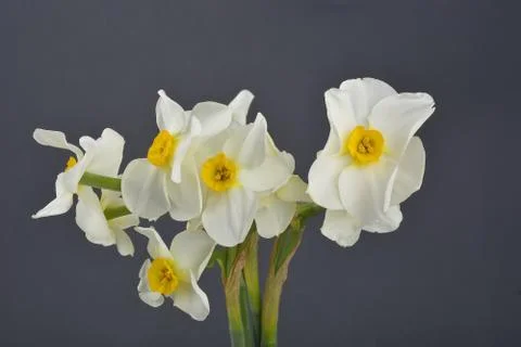 Daffodil flower Stock Photos
