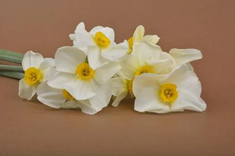 Daffodil flower Stock Photos