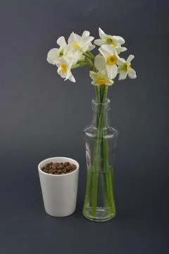 Daffodil flower Stock Photos