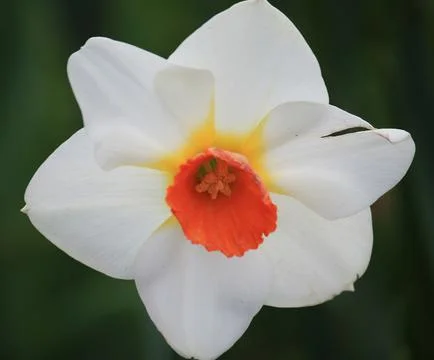 A daffodil flower. Stock Photos