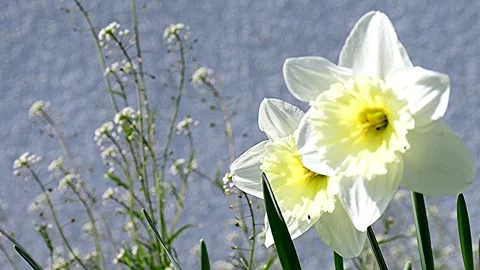 Daffodil flower in spring in Germany  Stock Footage 331347444