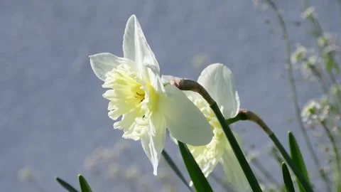 Daffodil flower in spring in Germany  Stock Footage 331348338