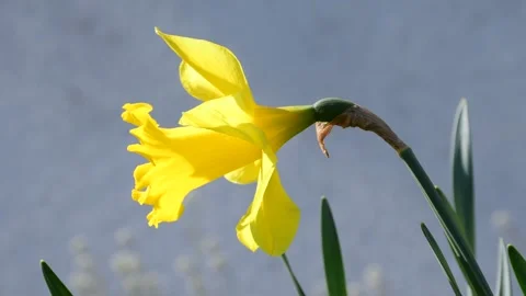 Daffodil flower in spring in Germany  Stock Footage 331348438