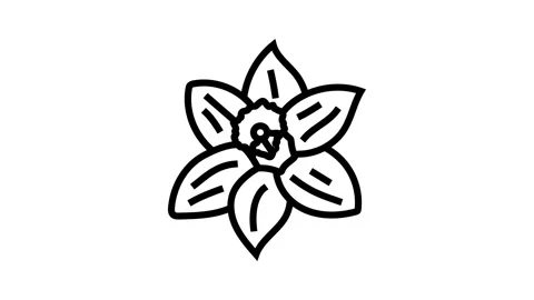 Daffodil flower spring line icon animation Stock Footage 326135342