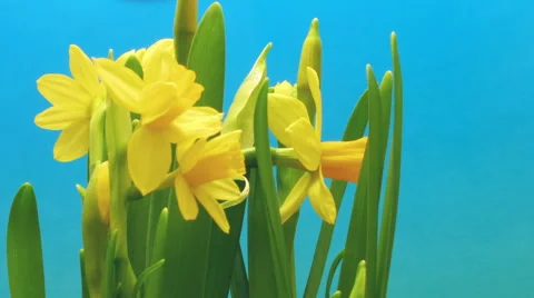 Daffodil Flower Time-lapse Stock Footage 46541077