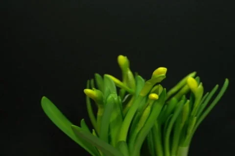 Daffodil flowering (Time Lapse) Vídeo Stock 275814