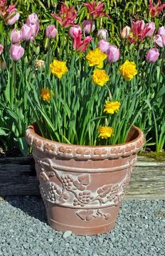 Daffodil flowerpot Stock Photos