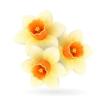 Daffodil flowers. 3D realistic spring floral illustration Illustrazione stock