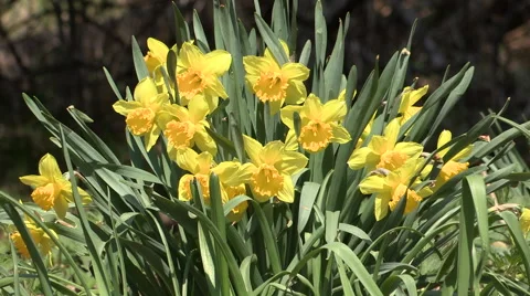 Daffodil Flowers Background Stock Footage 49690127