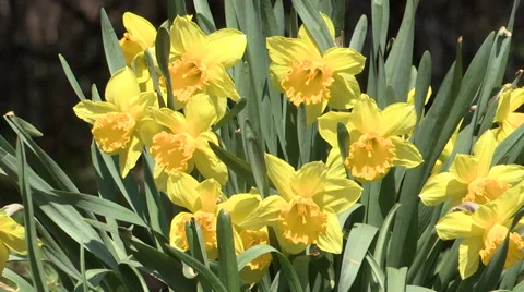 Daffodil Flowers Background Stock Footage 49690204