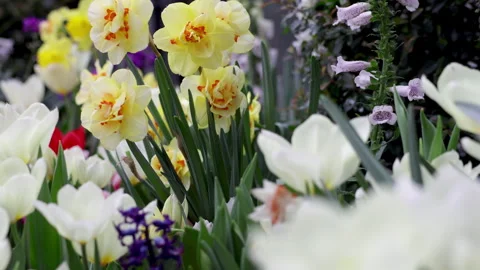 Daffodil flowers in bloom close up.  Stock Footage 305497661