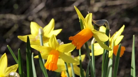 Daffodil Flowers Close Up Blowing Gently in the Breeze Stock-Footage 49666395
