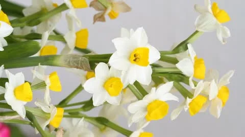 Daffodil flowers Stock Footage 10897185