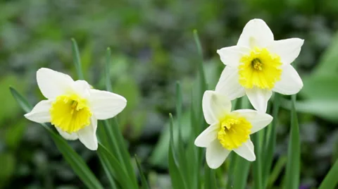 Daffodil flowers Stock Footage 38822594