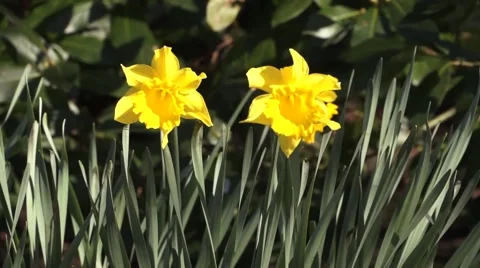 Daffodil Flowers Stock-Footage 48270900