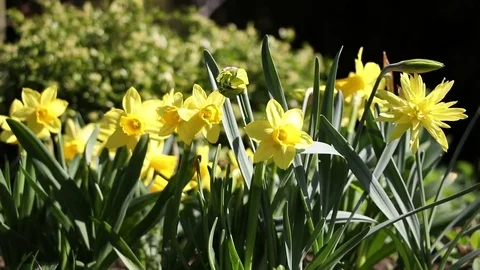 Daffodil flowers Stock Footage 74734467