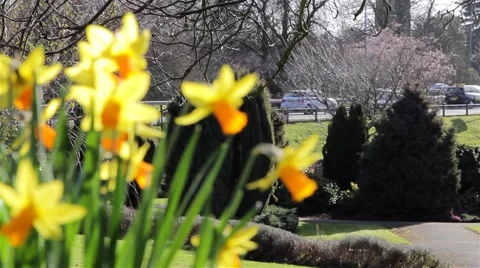 Daffodil Flowers in Foreground Close Up in Park, Road in Background 動画素材 49666468