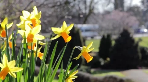 Daffodil Flowers in Foreground Close Up in Park, Road in Background Stock-Footage 49667059