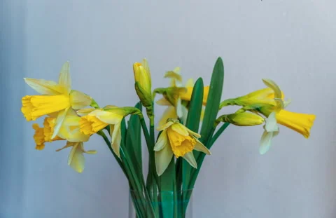 Daffodil flowers opening up. Stock Footage 152412572