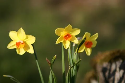 Daffodil flowers Stock Photos