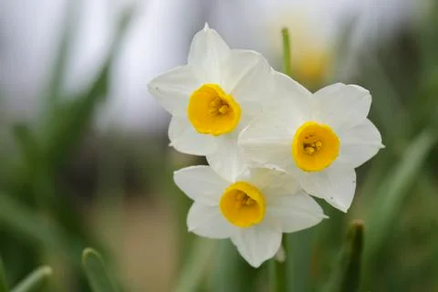 Daffodil flowers Stock Photos