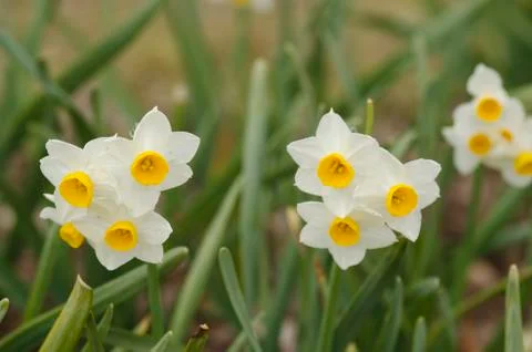 Daffodil flowers Stock Photos