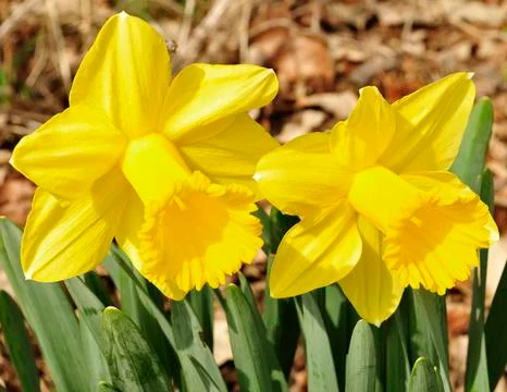 Daffodil flowers Stock Photos